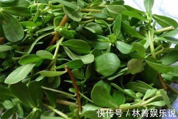 血压|有白头发先别染发!马齿苋加一宝,仅需15天变黑发,还有惊喜变化