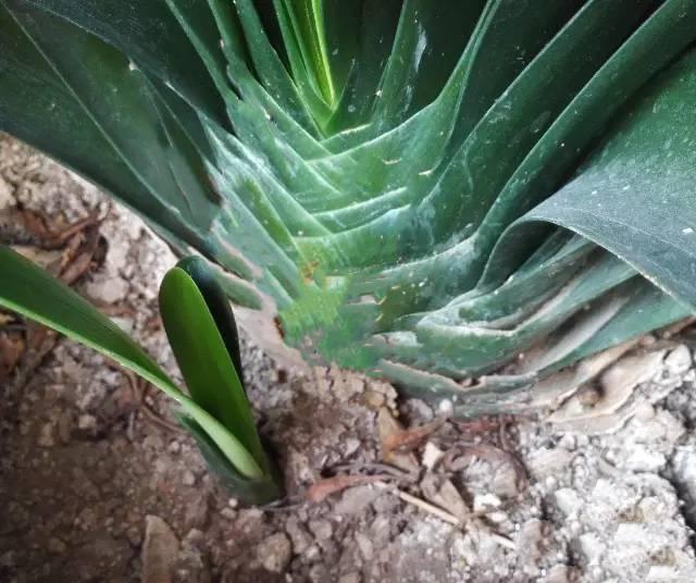 君子兰老苗根系扎些孔,明年花盆爆满芽,附上具体方法