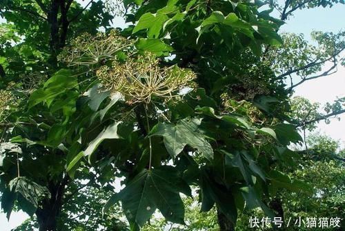 家具|刺楸木质坚硬细腻、花纹明显,好制作高级家具、乐器、工艺雕