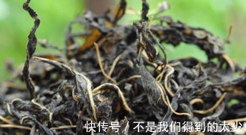 芝麻叶|这道菜,很多人只吃种子,其实叶子就是宝贝,20斤供不应求