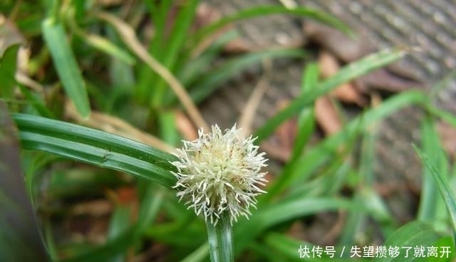 有一种草,打着蜈蚣的旗号,却有意想不到的功效!