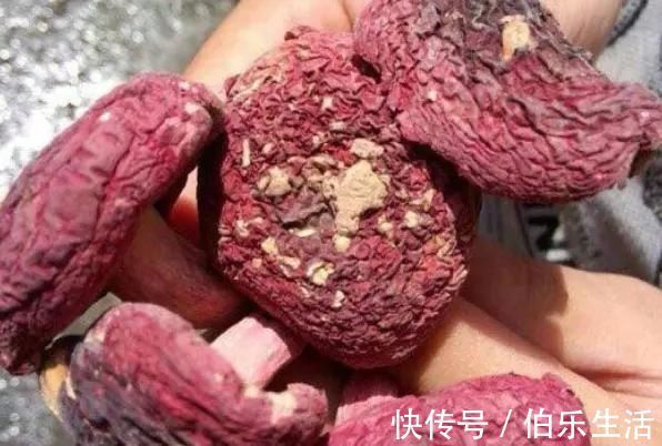 红蘑菇|农村这个''东西''一斤超千元，一年可捡2次，吃过的都说奢侈！