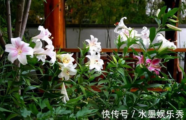 三楼|三楼奶奶不让我在一楼种花，事情解决了，出乎意料的让人难受