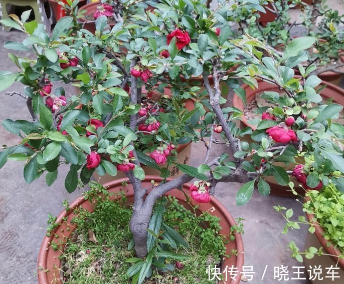 家庭盆景“极品”海棠树,这么一打理,高档大气,开花量大色艳