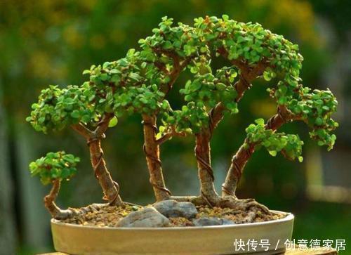 金枝玉叶|养金枝玉叶,了解掌握几个要点,枝干粗壮,长成老桩盆景!