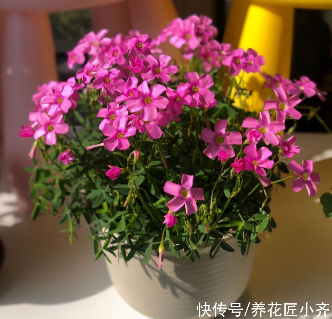 土壤不要直接用，适当加点“小东西”，才能长势旺盛，叶子油绿