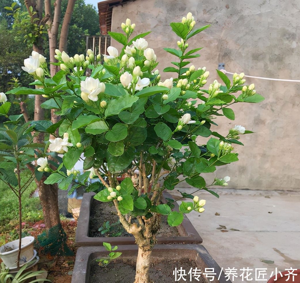茉莉花秋末要“会养”，否则冬季黄叶落叶，春季难恢复