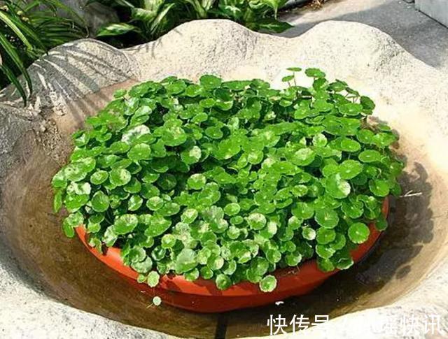 铜钱草又黄又瘦小掌握3个技巧,叶子肥绿,满盆大铜钱