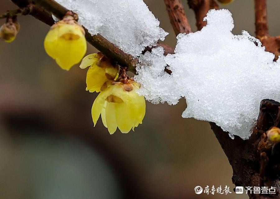 stmuthpc1800|飞雪迎春来，腊梅凌寒开