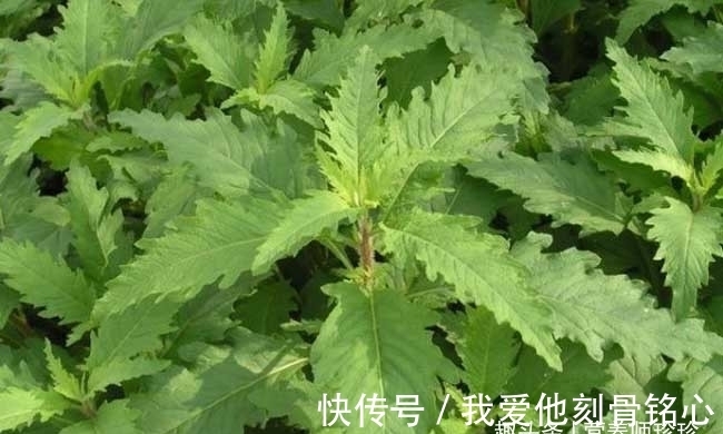 土荆芥|闻着臭,煮熟是香的,曾拿来喂猪,却是治疗鼻炎的良药,你可认识