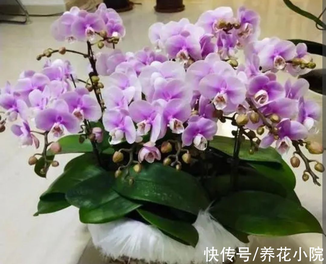 丽格海棠|6种花冬天开，家里养几盆，春节期间开花漂亮又喜庆