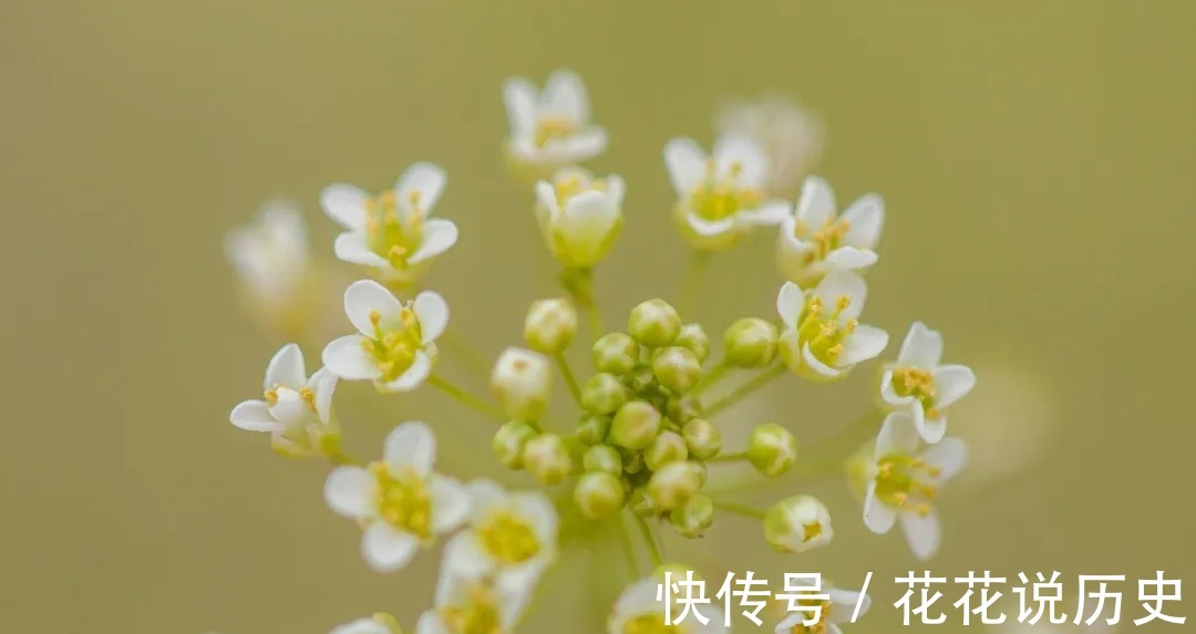 吴茱萸|民间搜集的55个降压小验方,太珍贵了,送给天下高血压患者!