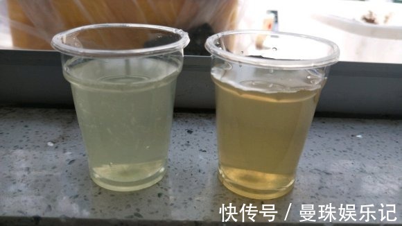 盆里埋2粒黄豆,叶子绿得能滴油,半年不用施肥!