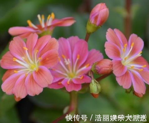 彩纸|喜欢玫瑰,不妨养“珍品玫瑰”彩纸口红,花开似唇彩,鲜艳夺目