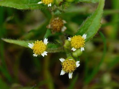 小米菊|养花试试这几款，花朵带粉色条纹，与众不同