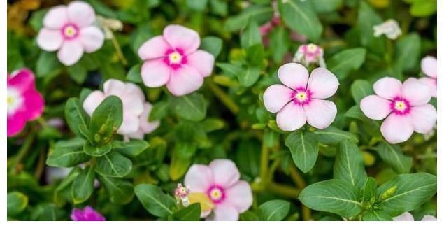 不管你喜不喜欢花草,这几种花你是一定要养的,因为又便宜又好看