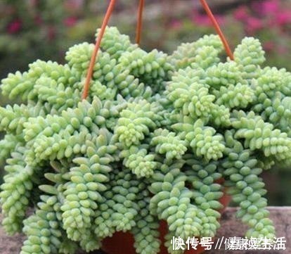 叶片|养多肉就养这8种,皮实又好养,短时间就能变老桩,出状态也很美!