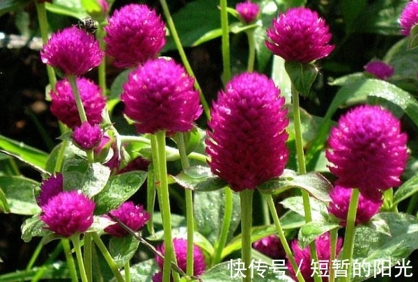 光照|花开花谢是常理?这种花朵干枯不凋谢,花色鲜艳有光泽,更长久