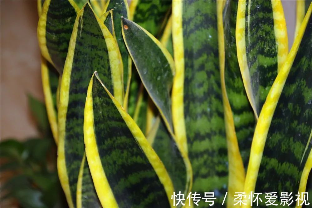 长寿|要想身体健康长寿,家庭必备的几种植物!