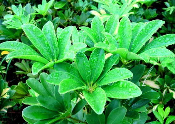 浇水才能爆盆，这些花卉，浇水越多，开花就越旺，花朵美艳又迷人