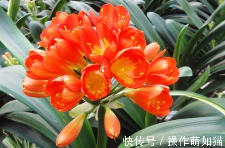 6种花爱“吃土”,10月赶紧换盆,不然长势弱来年花量减半