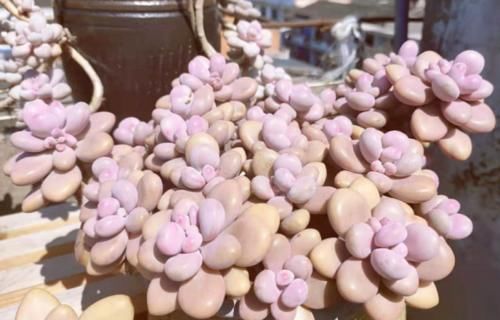 多肉从小苗养成老桩是什么样的体验？当然是没状态也成就感满满的