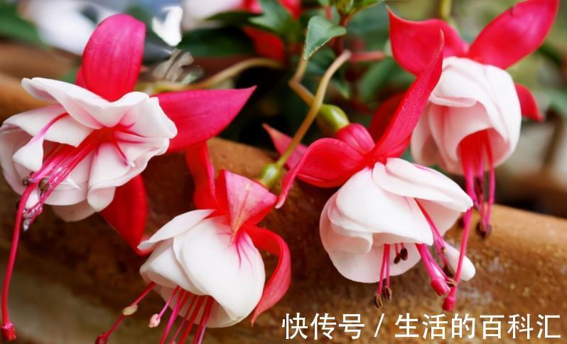 浇水量|秋季气温下降,提前安排这5方面,养花种草才不会出意外