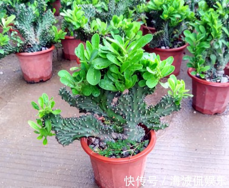 9种花，12月要“控水、断肥”，不注意烂根黄叶，活不到开春