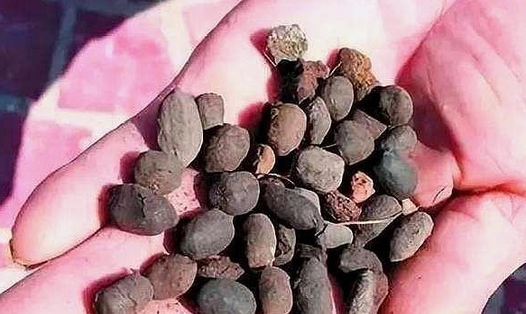 植物|养三角梅,1把“黑球”撒土里,枝条一下“窜2米”,开花1000朵!