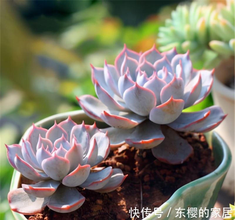 夏天|张大哥养肉10多年,总结出4个“耐热品种”,肉迷都喜欢