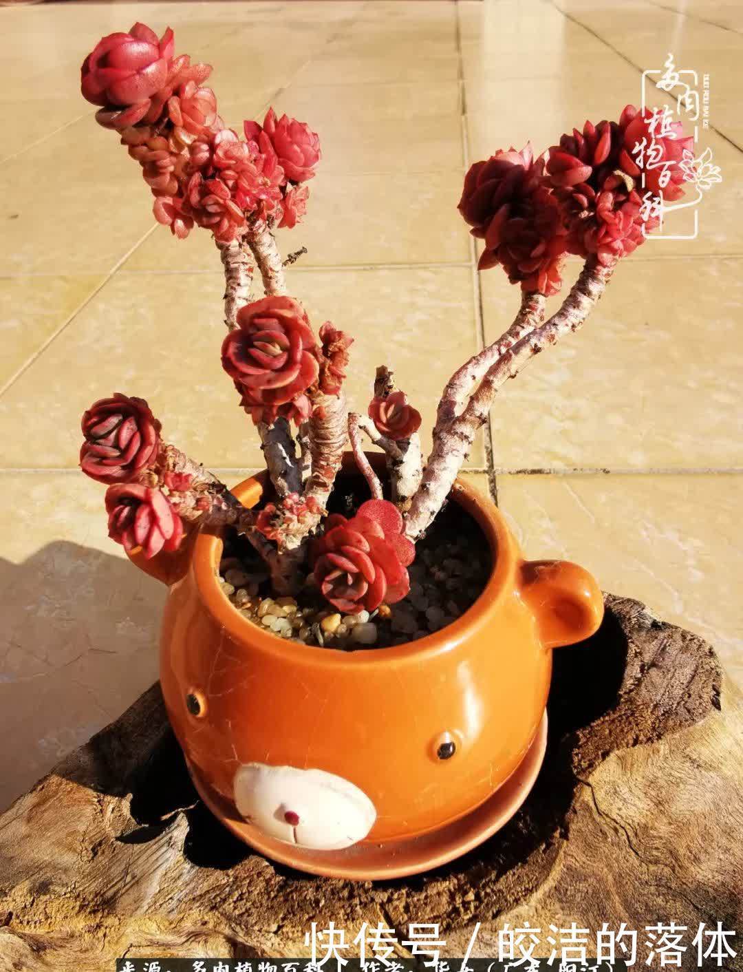 广东的冬天是多肉的春天,时间是最好的魔法师!