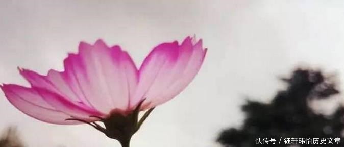 菜根|处世奇书《菜根谭》20句名言, 看到就是收获!