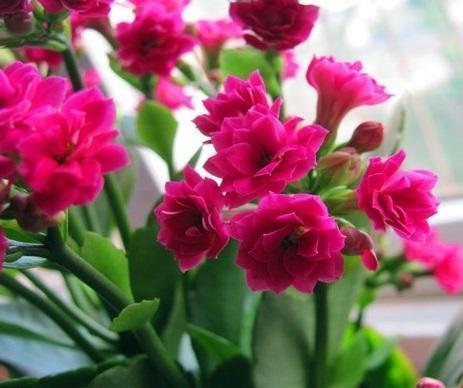 叶片肥嘟嘟,开花大又艳,自己扦插长寿花,一棵开花99朵