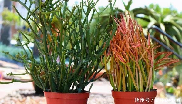 这5样多肉“有毒”,别搬回家养!