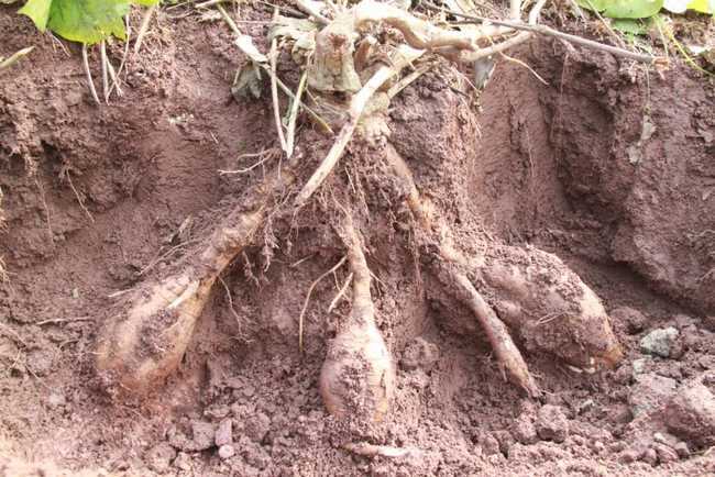 根茎|农村一种不被人注意的小花,根茎竟是千年人参,遇到千万不要错过