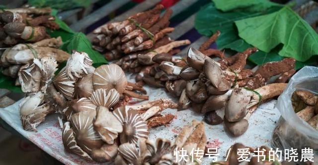 舌尖|「舌尖上的永胜」之鸡枞油!