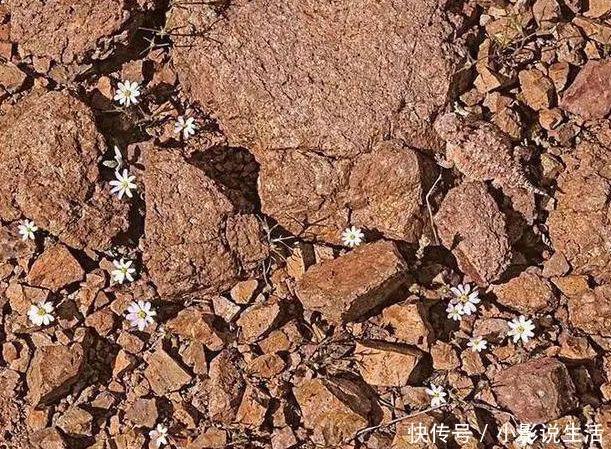 恭喜|日本老年痴呆测试:你能在图片中发现蜥蜴吗?30秒能找到的恭喜!