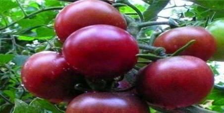 薏米|想长寿全靠吃,三种食物离不开,美容美白,抵抗衰老!