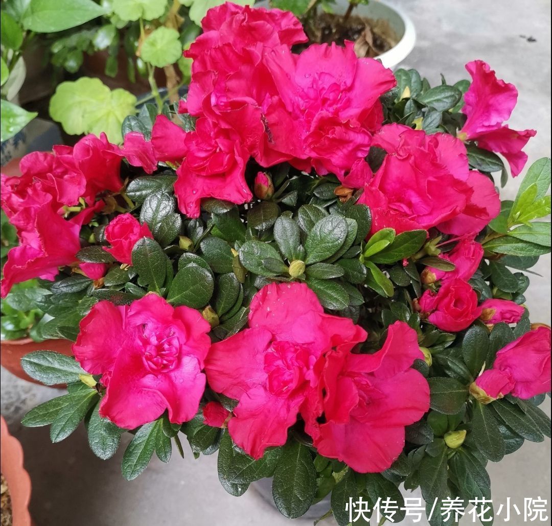 茶花|7种漂亮花，好看不好养，没有经验别花冤枉钱