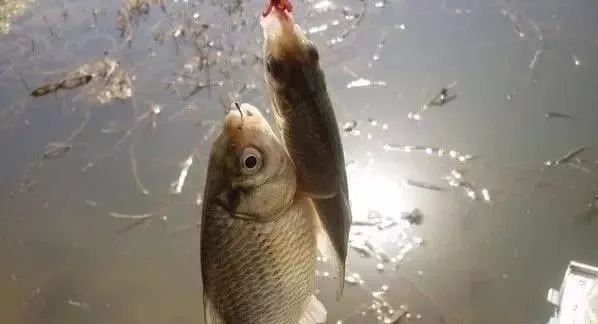 冬季钓鱼如何用饵?老钓友悄悄告诉你3招,学会整个冬季不空军