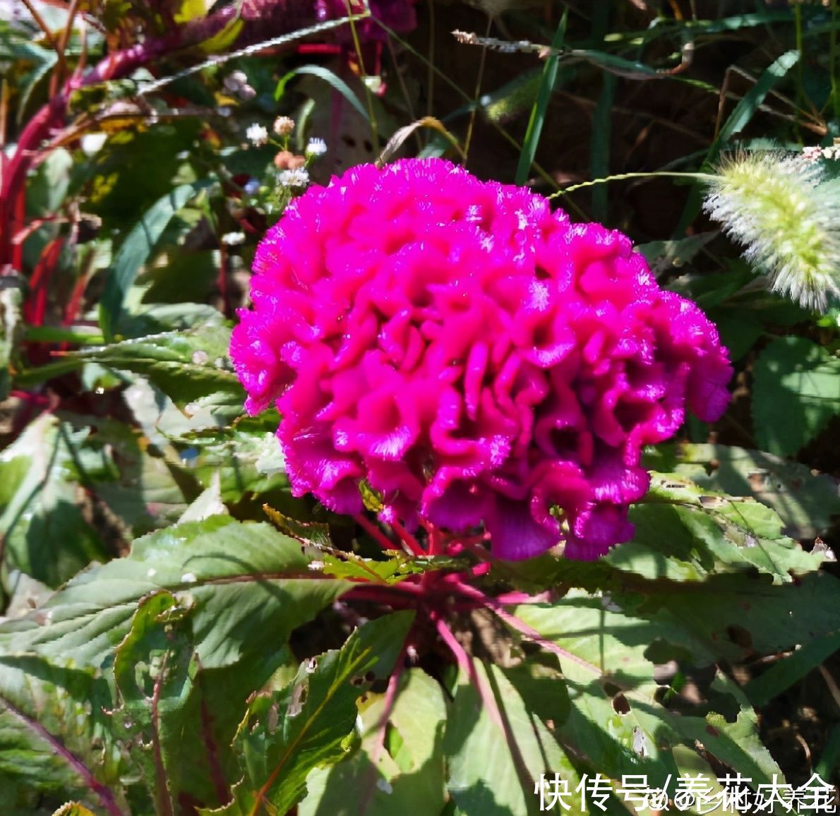 马蹄莲|不同生肖，幸运花也不同，你的幸运花是哪种