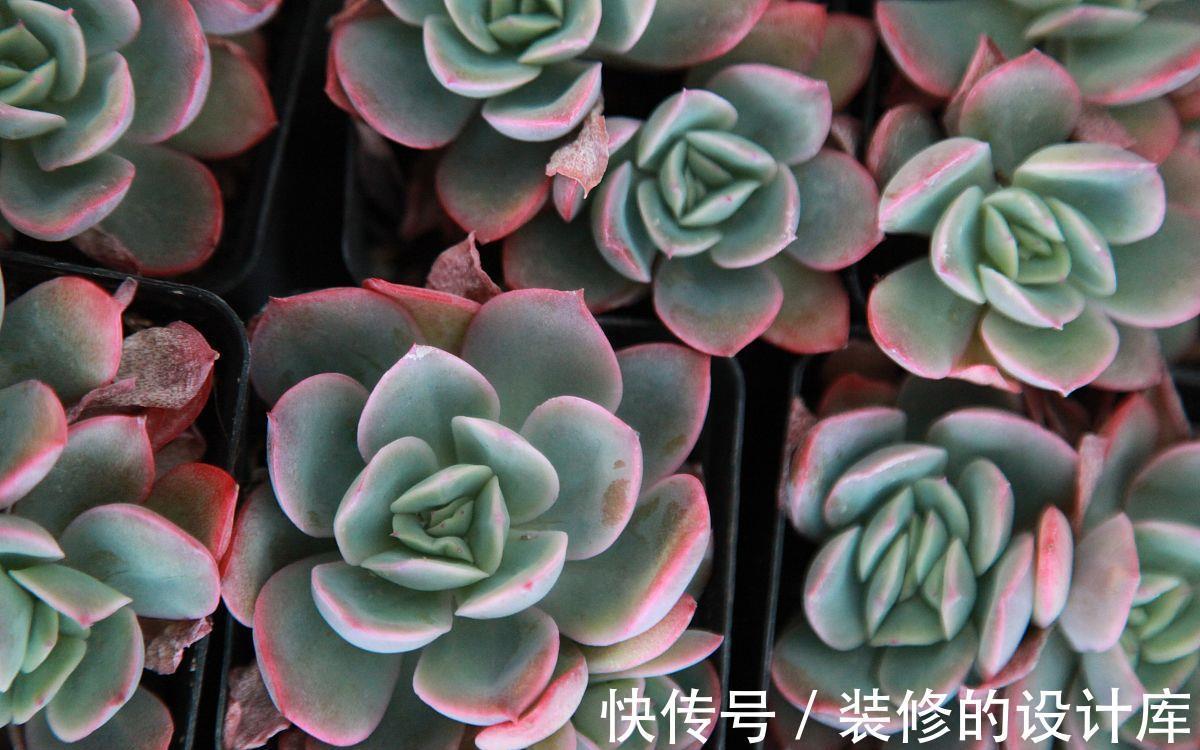 养殖|多肉花盆怎么选？使用3种花盆，加上正确养护，更容易养出好状态