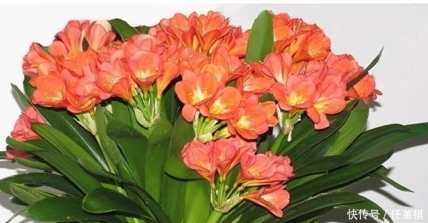 施肥|牛人给君子兰这样施肥，半个月一次，长势很猛花开爆盆，涨知识了