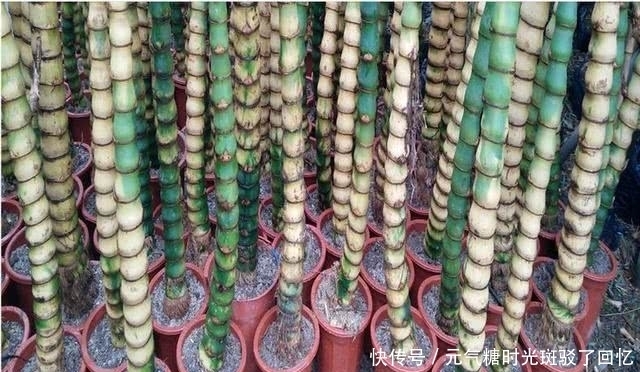 家庭盆栽''佛肚竹“，以其秆短小畸形，状如佛肚闻名，观赏性强！