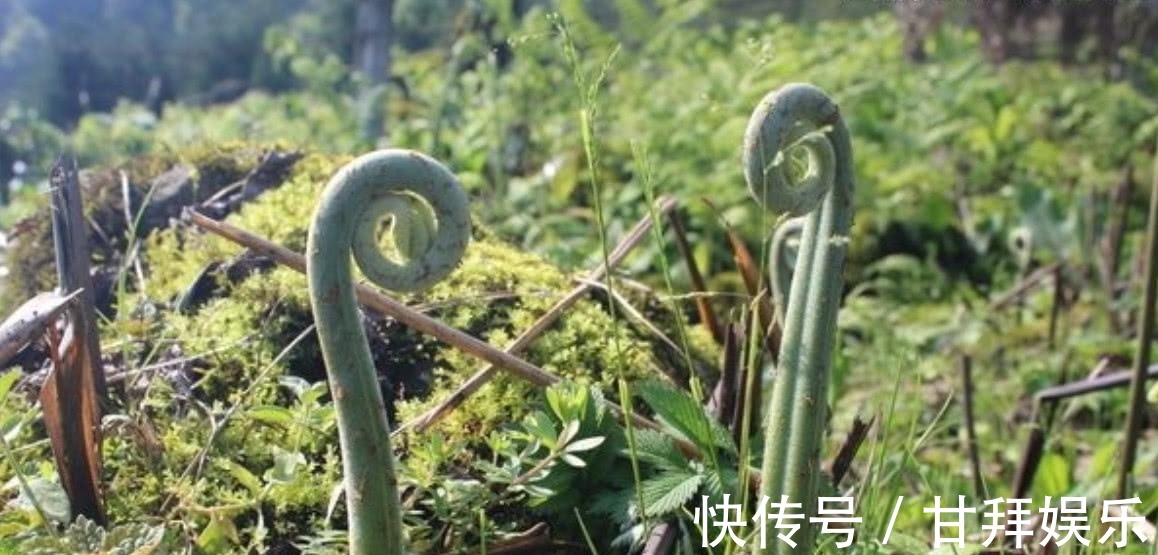 野菜|农村常见的一种野菜,不仅可以食用还能拿来当做驱虫剂使用