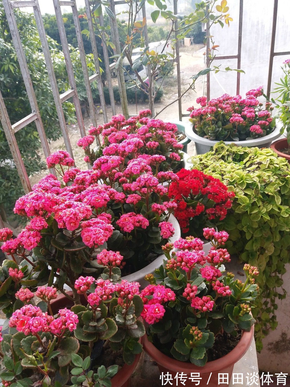 9种“吉利花”,优雅又大气,转运又富贵,养在客厅太“旺家”