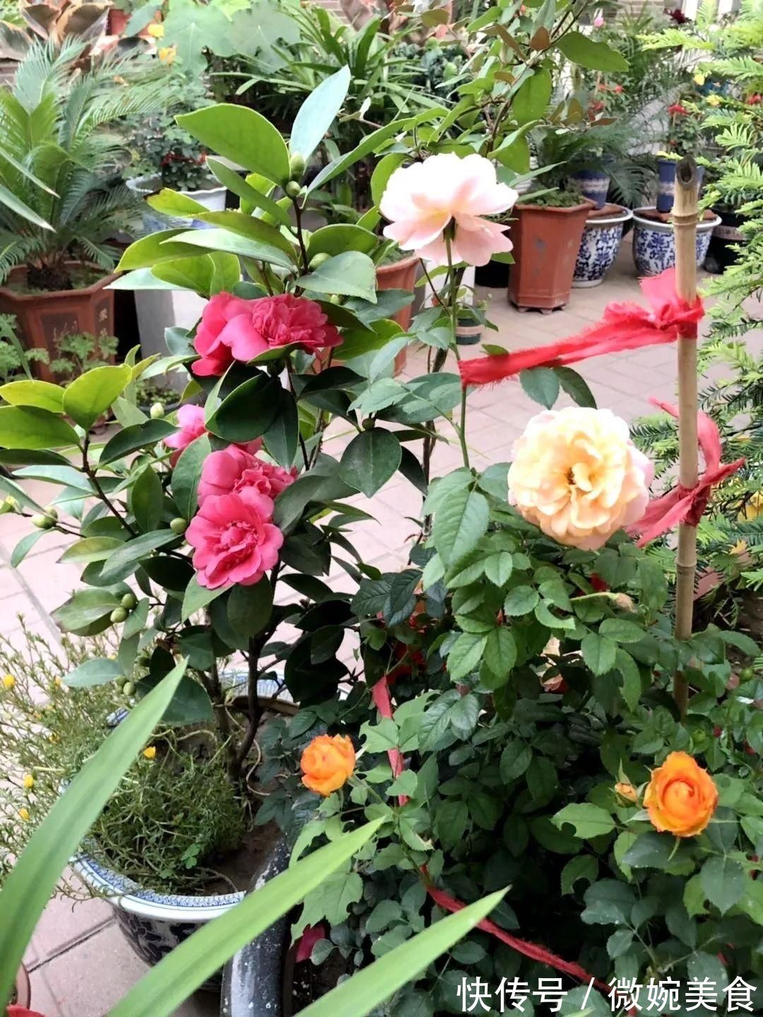 显摆一下我的家丨花开香满院,爱花人在自家庭院建小花园