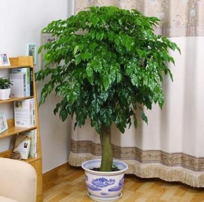 客厅摆上3种“大盆栽”,品味高上档次,关键还“养人”