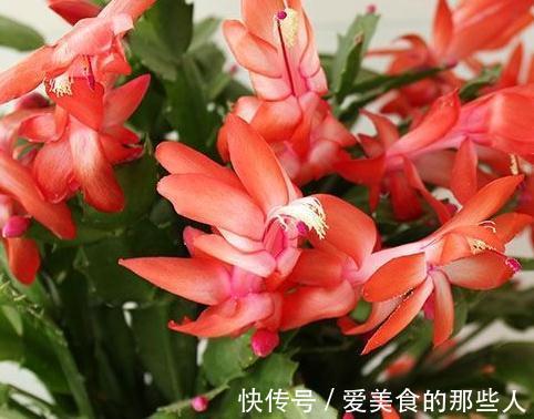 蟹爪兰叶子发软,没精神,再不此样做,只怕冬季难开花,快瞧瞧吧