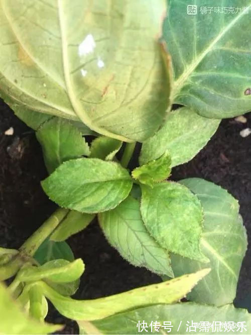 绣球花盆栽买回家叶子长白斑,几天没打理,整棵植株都变白